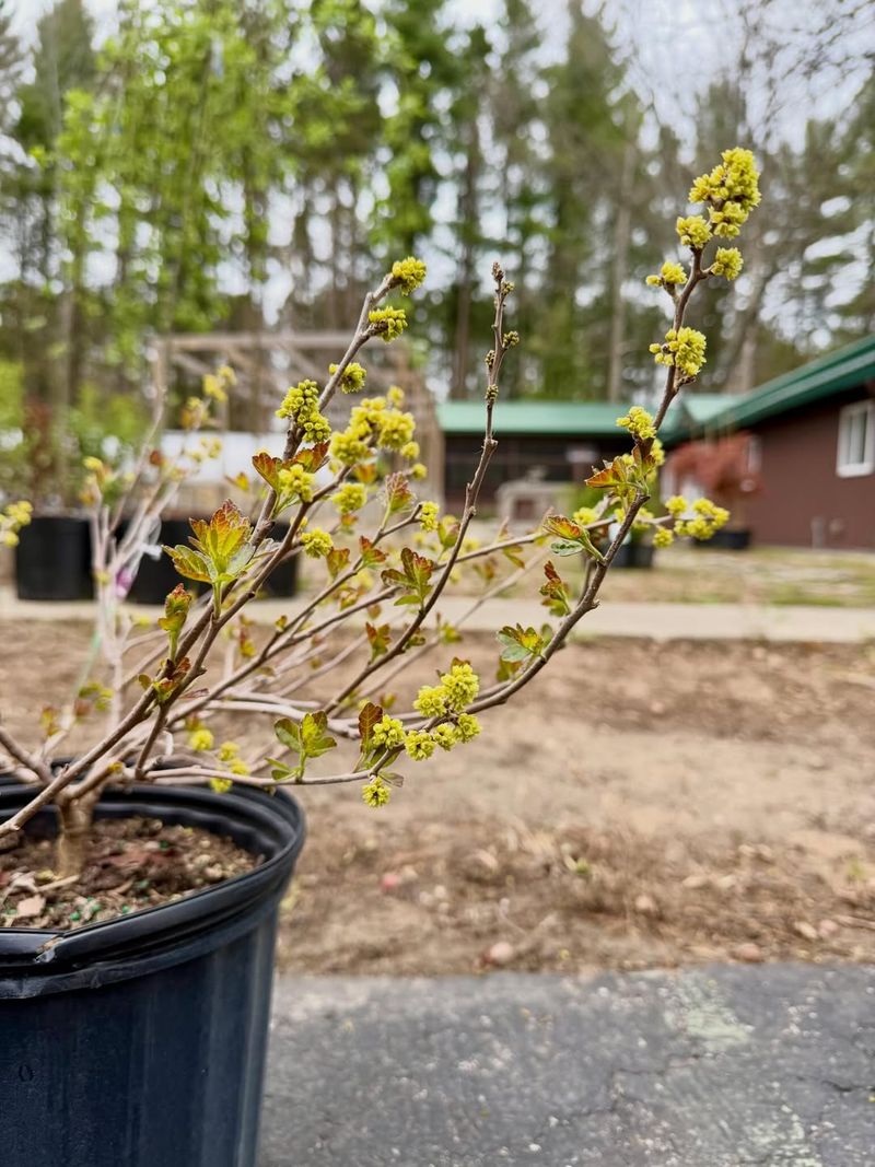 Fragrant Sumac 