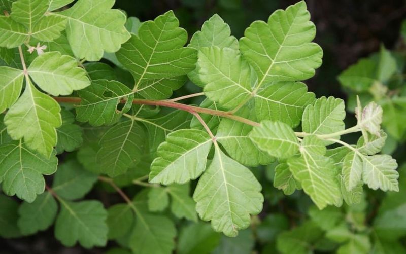 Fragrant Sumac (Rhus aromatica) Fragrant Sumac (Rhus aromatica)