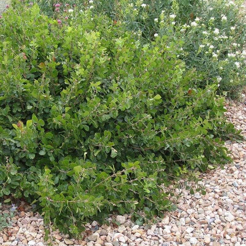 Fragrant Sumac Fragrant Sumac