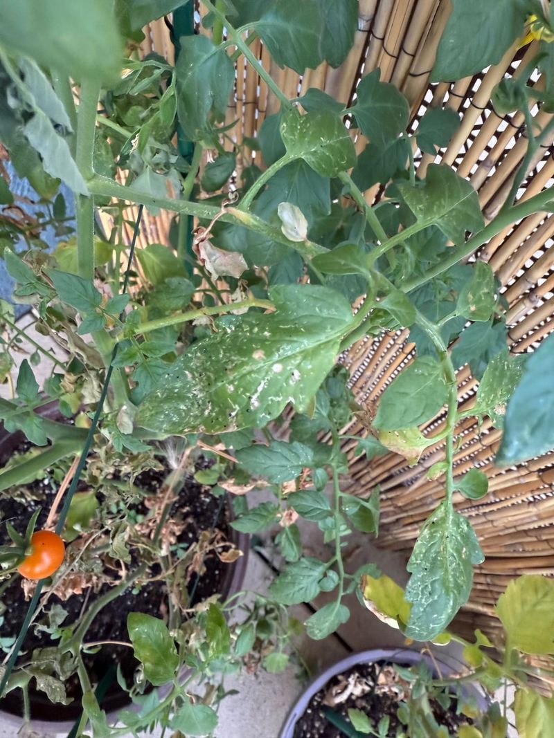Frass On Leaf Surfaces Or Surrounding Soil