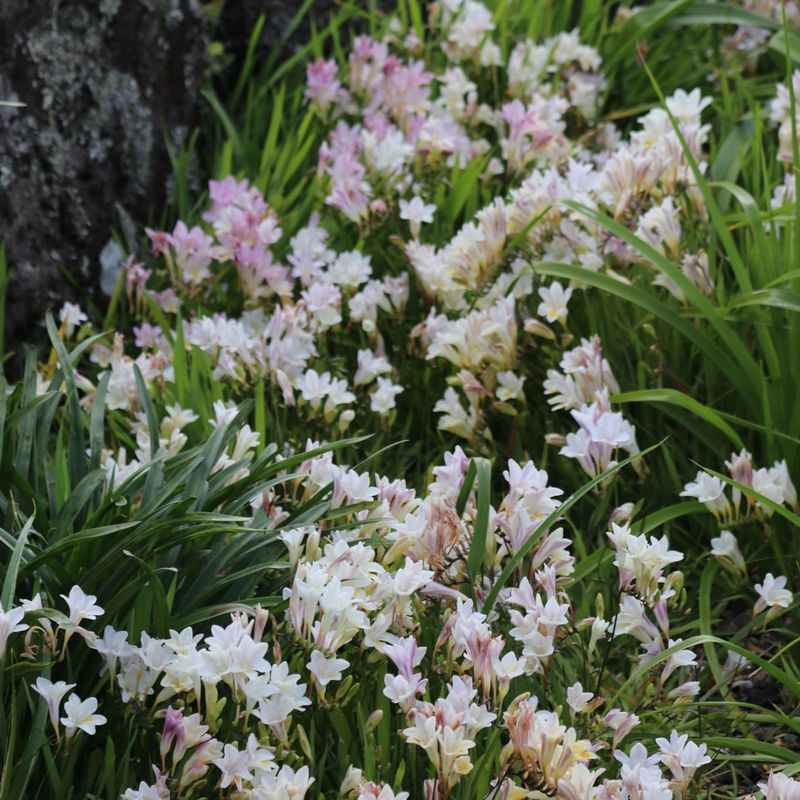 Freesia