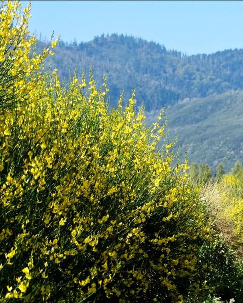 French Broom