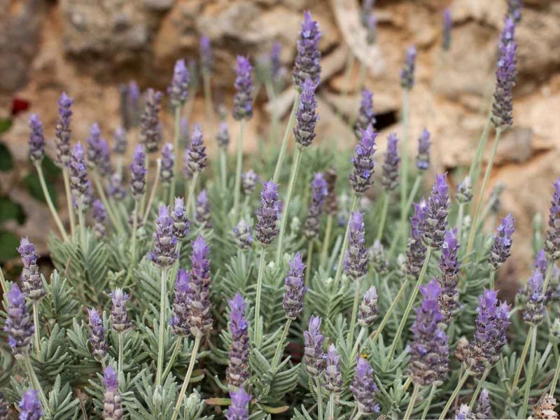 French Lavender Can Handle Heat Better Than English Lavender French Lavender Can Handle Heat Better Than English Lavender