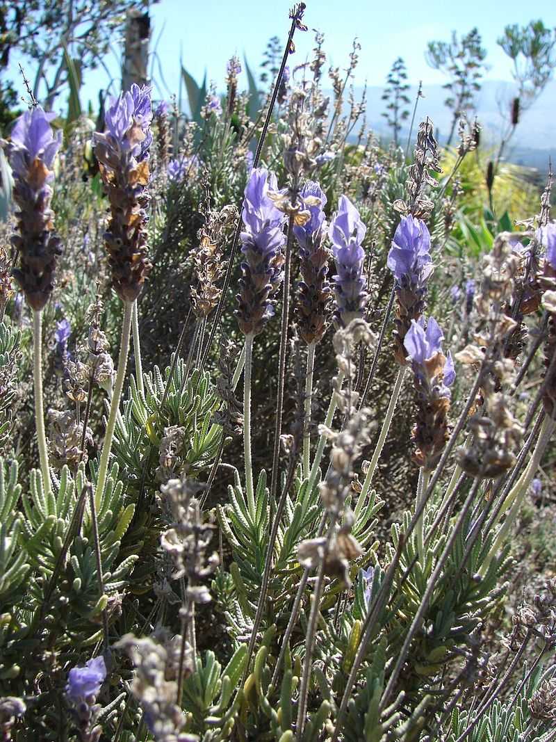 French Lavender Continues Sending Out Blooms During Warm Weather French Lavender Continues Sending Out Blooms During Warm Weather