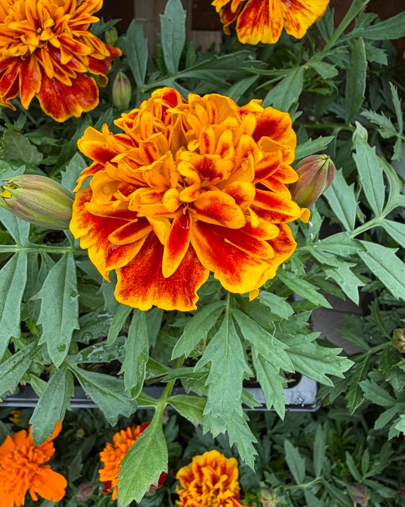 French Marigolds Continue Flowering Through Hot Dry Weather
