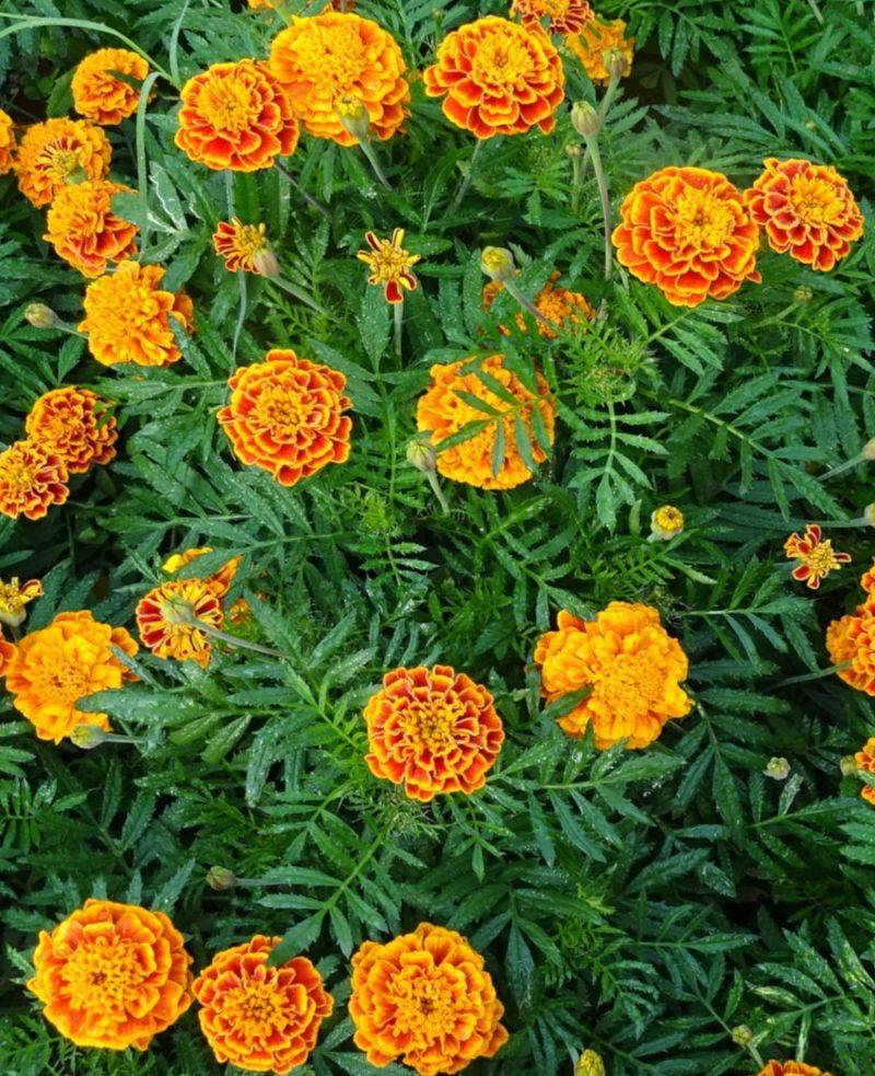 French Marigolds Support A More Diverse Rose Border