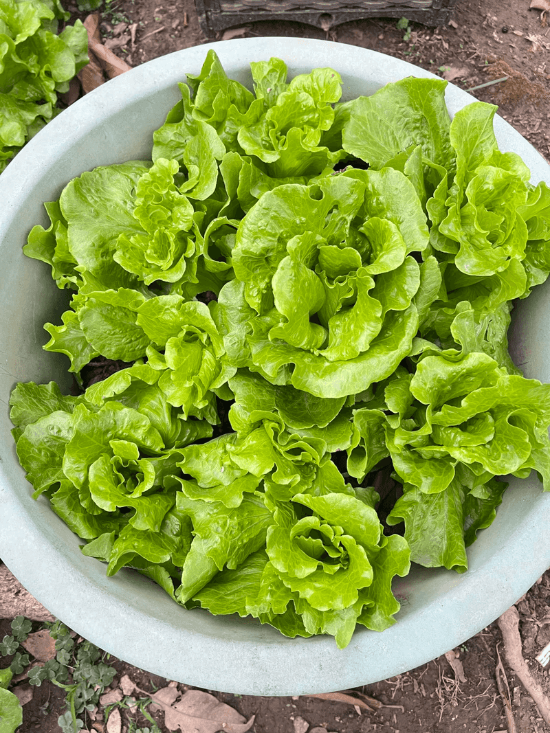 Frequent Harvesting Encourages Continued Leaf Production