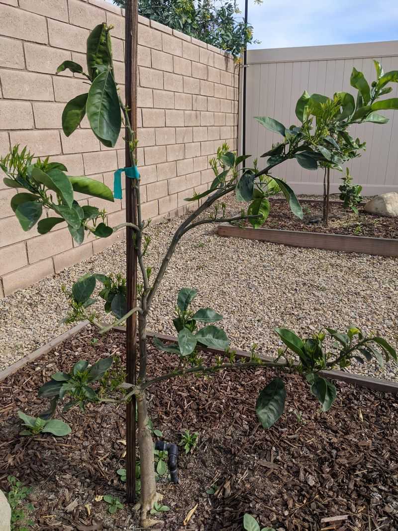 Frequent Light Watering Weakens Deep Root Growth