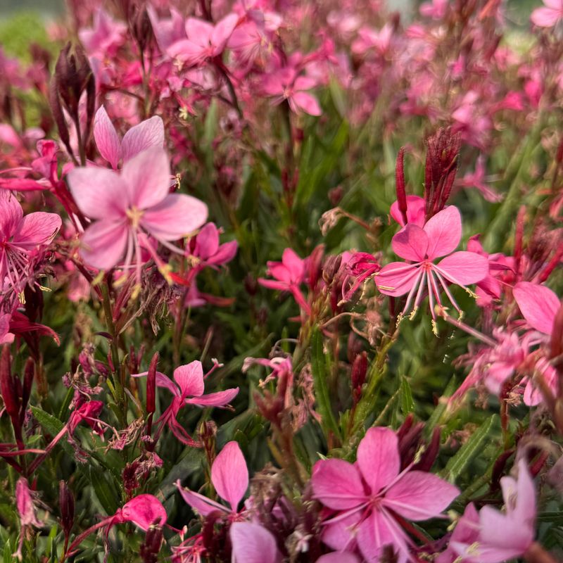 Fresh Flowers Continue Appearing Long After Most Perennials Fade