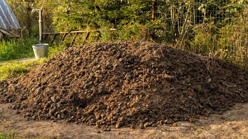 Fresh Manure Can Cause Trouble In Garden Beds Fresh Manure Can Cause Trouble In Garden Beds