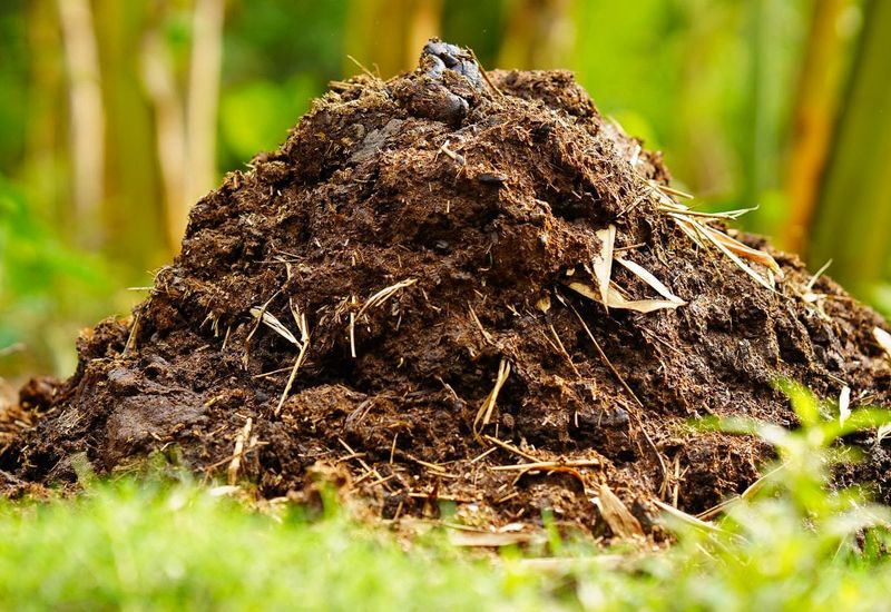 Fresh Manure Right Before Planting