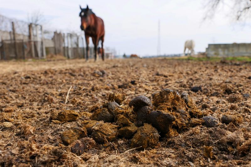 Fresh Manure Sounds Natural But It's Slowly Suffocating Your Plants