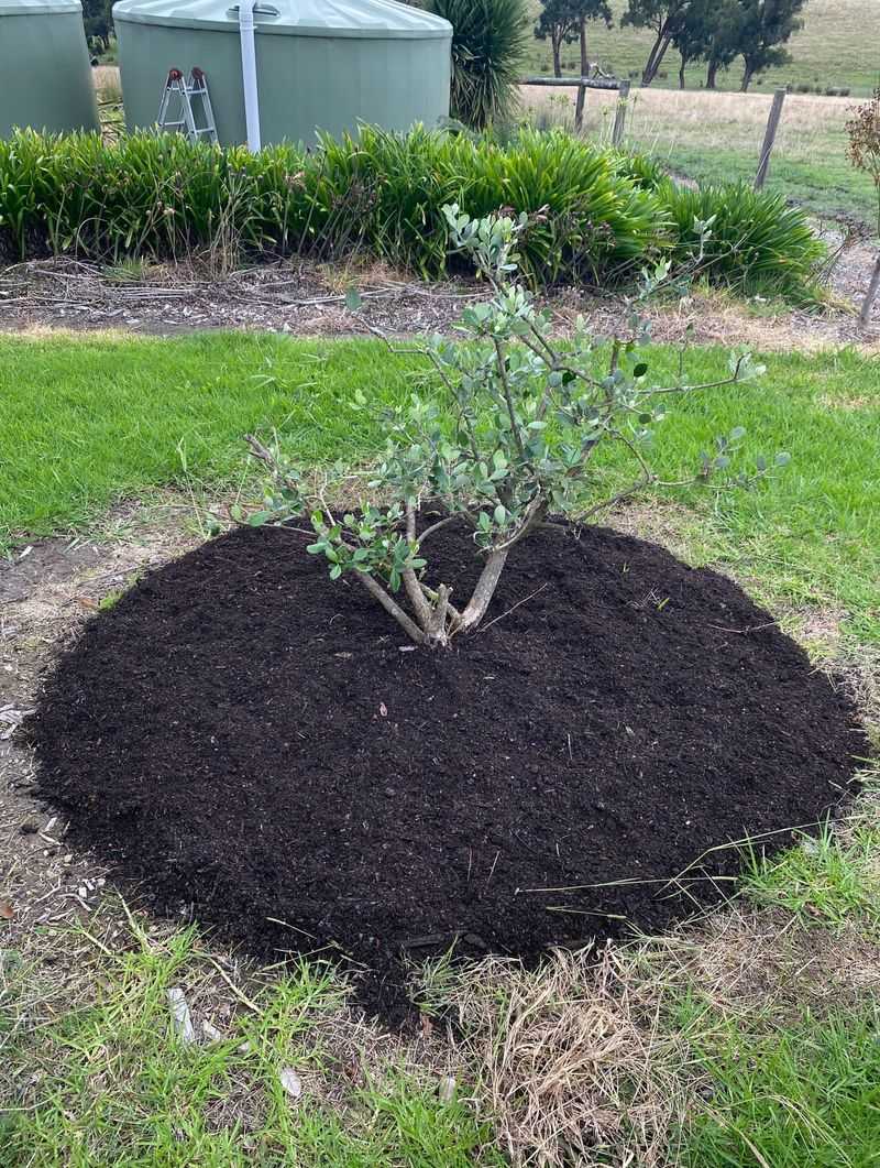 Fresh Mulch Helps Soil Hold Moisture Longer Fresh Mulch Helps Soil Hold Moisture Longer