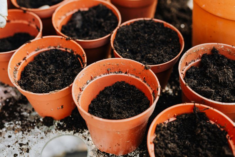 Fresh Soil Gives Summer Plants A Better Start