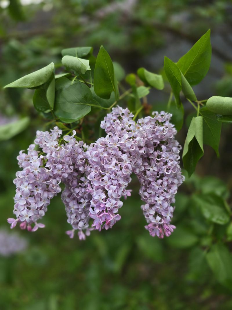 Fresh Spring Growth Should Be Left In Place