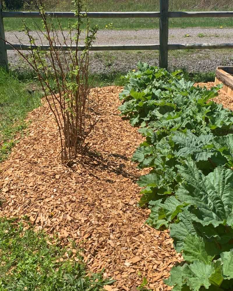 Fresh Wood Chips Can Slow Down Young Vegetable Plants Fresh Wood Chips Can Slow Down Young Vegetable Plants