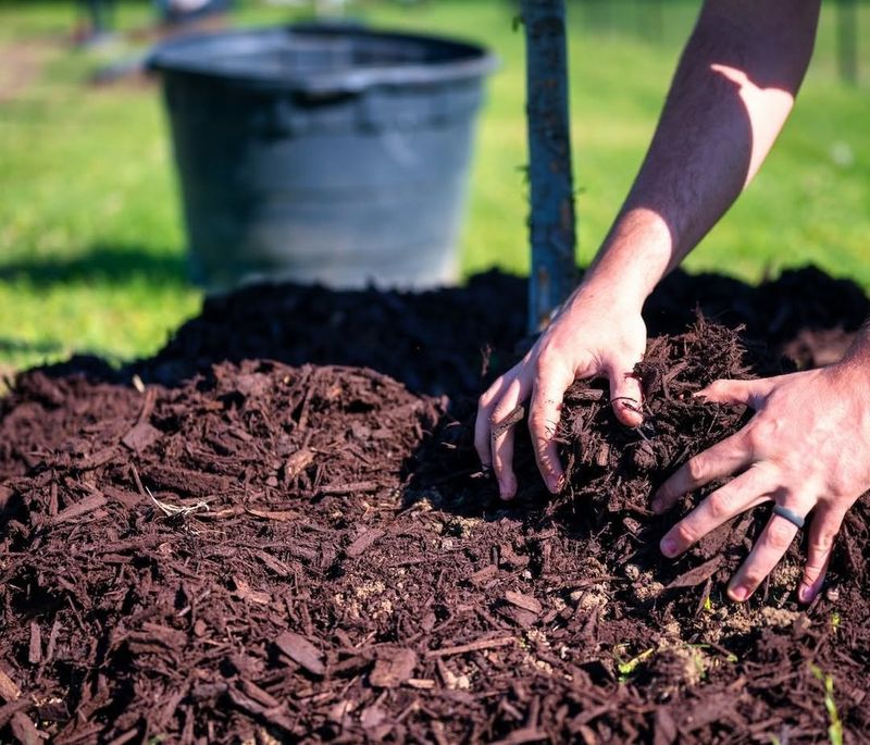 Fresh Wood Chips Can Tie Up Nutrients In Garden Soil