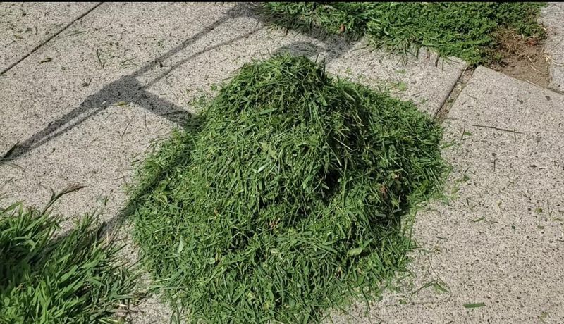 Freshly Treated Grass Clippings Can Do More Harm Than Good