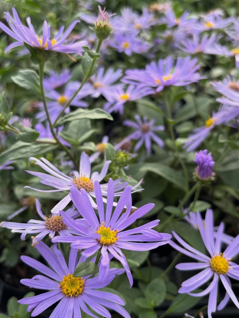 Frikart's Aster Powers Through Hot Days Frikart's Aster Powers Through Hot Days