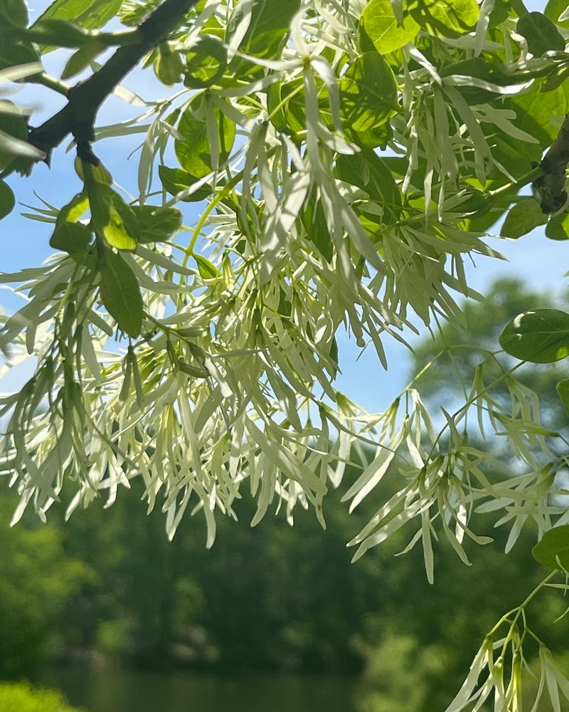 Fringe Tree Fringe Tree