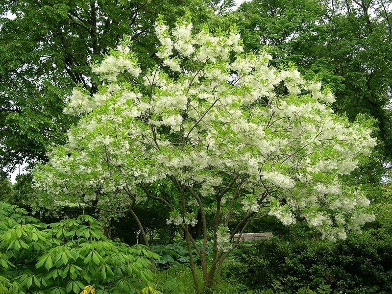 Fringe Tree Covers Small Yards In Soft White Bloom