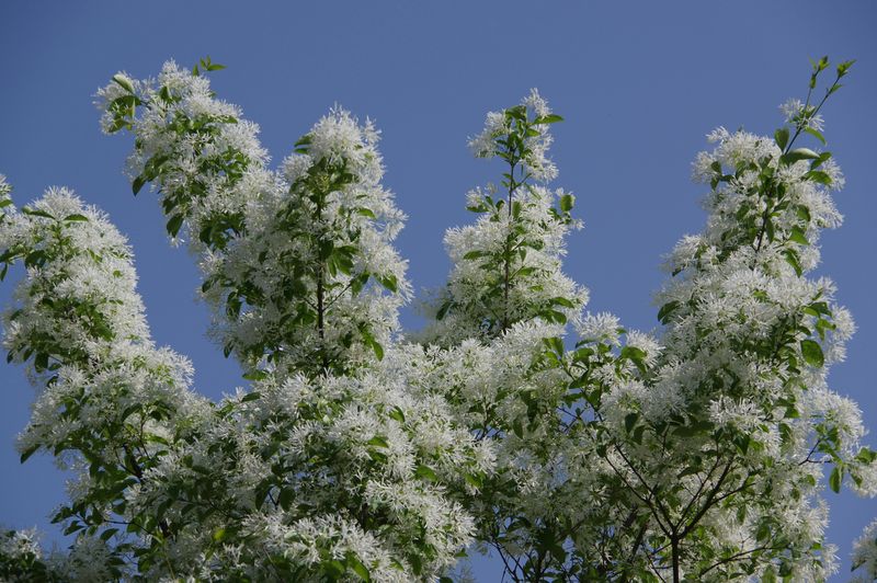 Fringe Tree