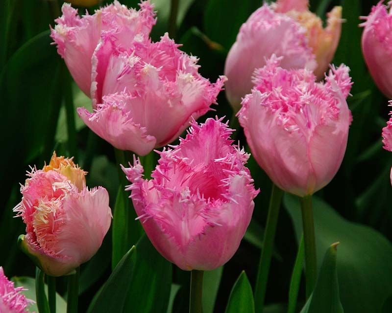 Fringed Tulips (Tulipa Fringed Hybrids)