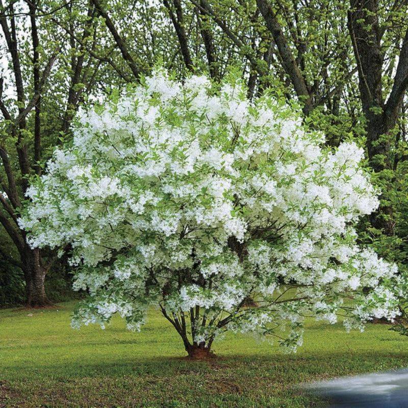 Fringetree Keeps Shade Soft And Elegant