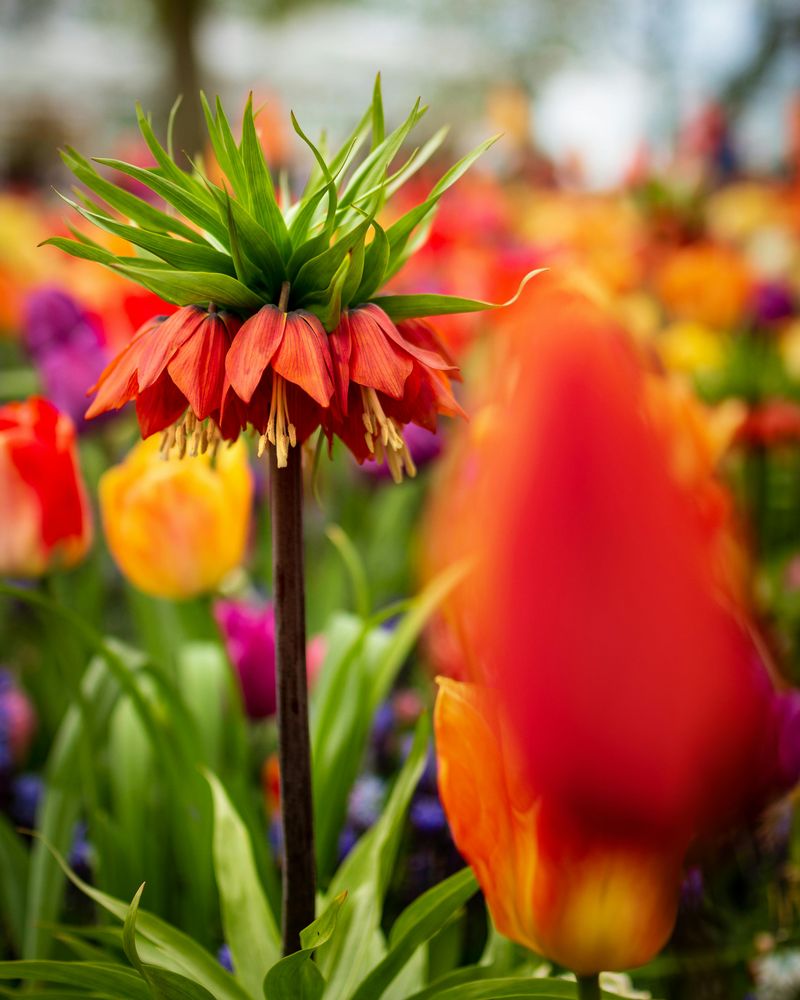 Fritillaria Imperialis