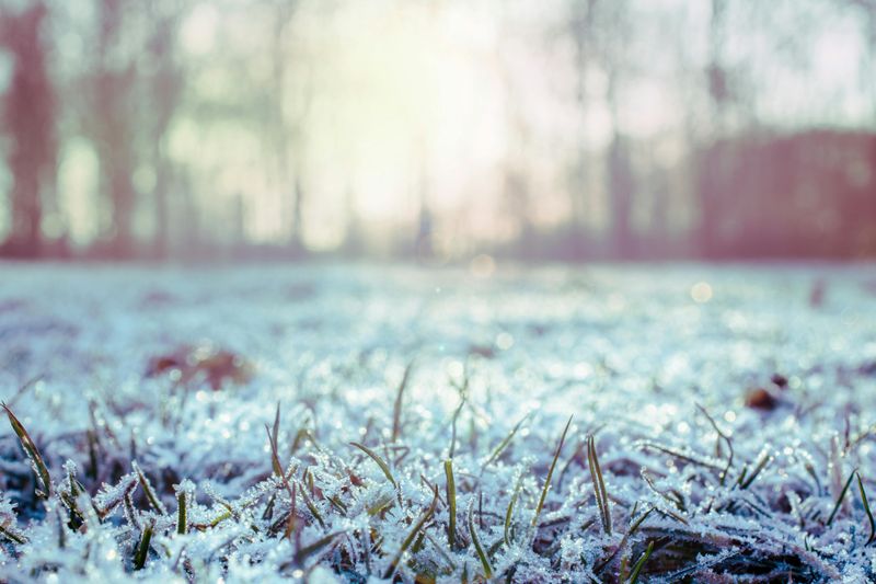 Frost Heaving Is Ruining Your Bulbs Every Single Spring