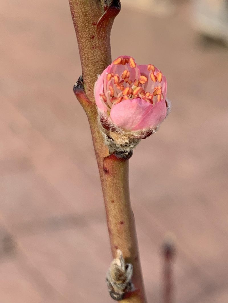 Frost Hit The Blooms