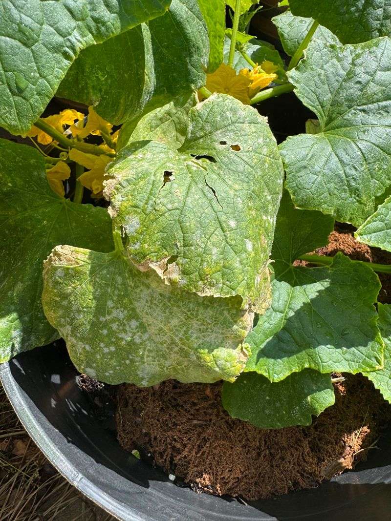 Frost Pockets That Cut Cucumber Season Short
