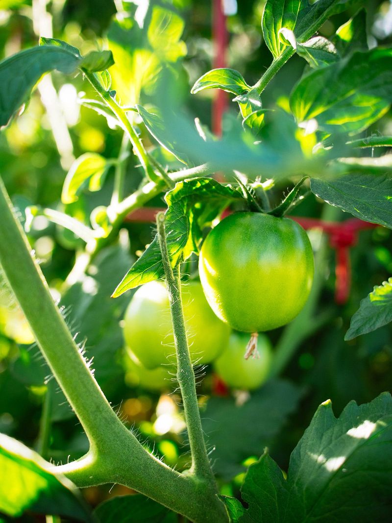 Fruit Set Matters More Than The Calendar Alone