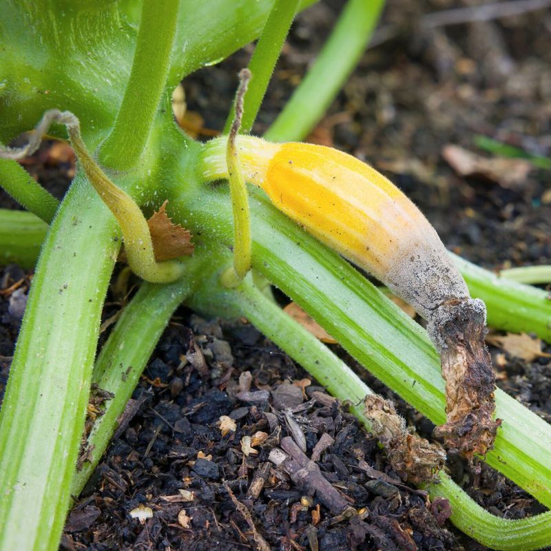 Fruit Sitting On Wet Soil Breaks Down Fast