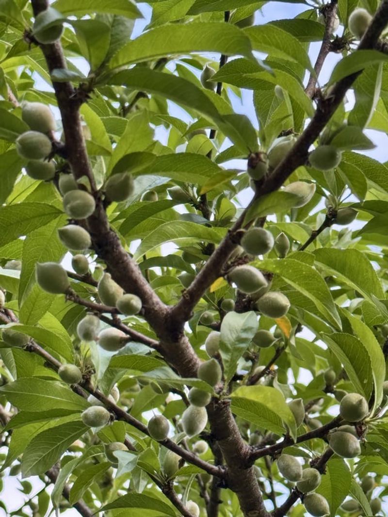 Fruit Thinning Helps Improve The Crop
