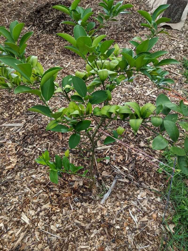 Citrus Trees Need Steady Feeding