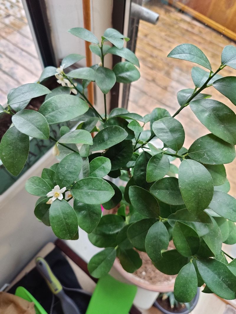 Fruit Trees In Pots Need Regular Feeding