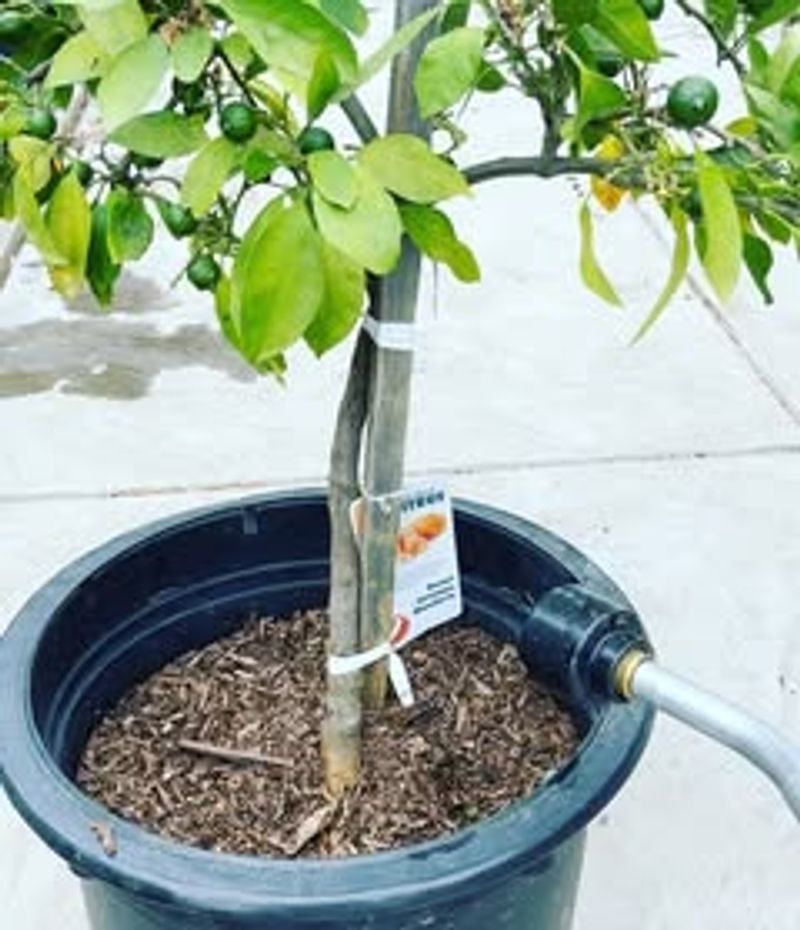 Fruit Trees