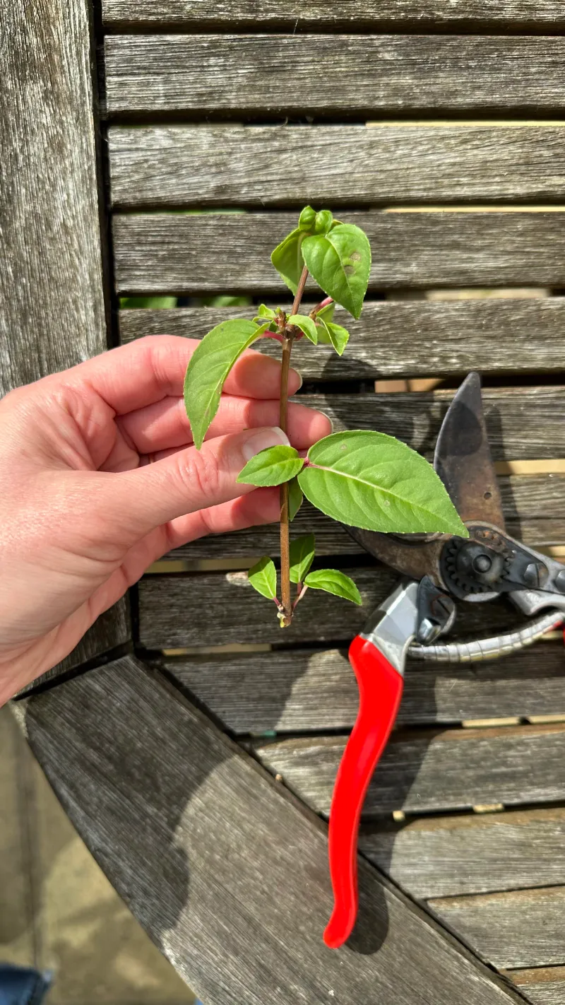 Fuchsia Bounces Back From Snipped Spring Tips