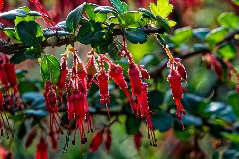 Fuchsia-Flowered Gooseberry