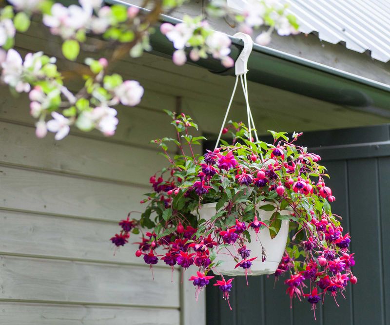 Fuchsia Makes Shady Patios Feel Fuller Fuchsia Makes Shady Patios Feel Fuller