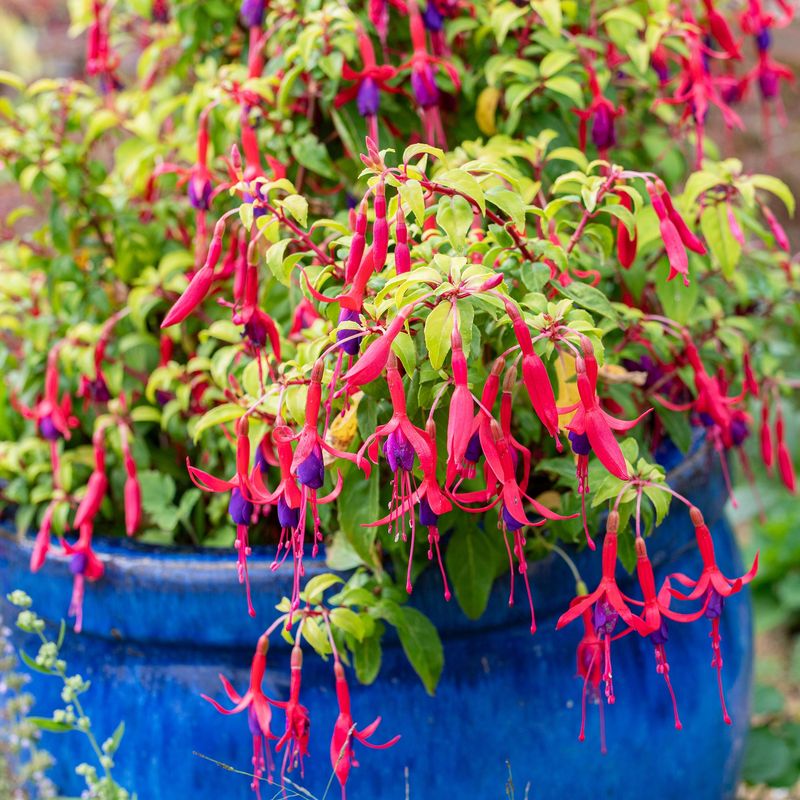 Fuchsia 