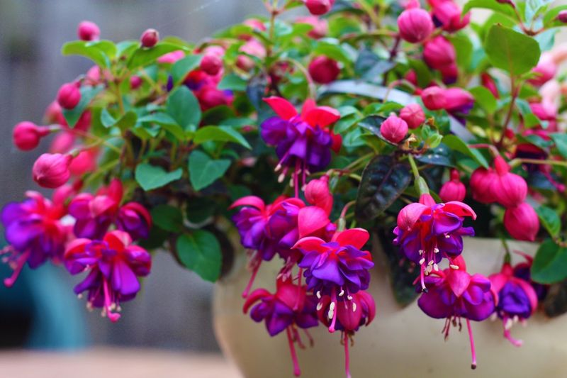 Fuchsias & Creeping Jenny Fuchsias & Creeping Jenny