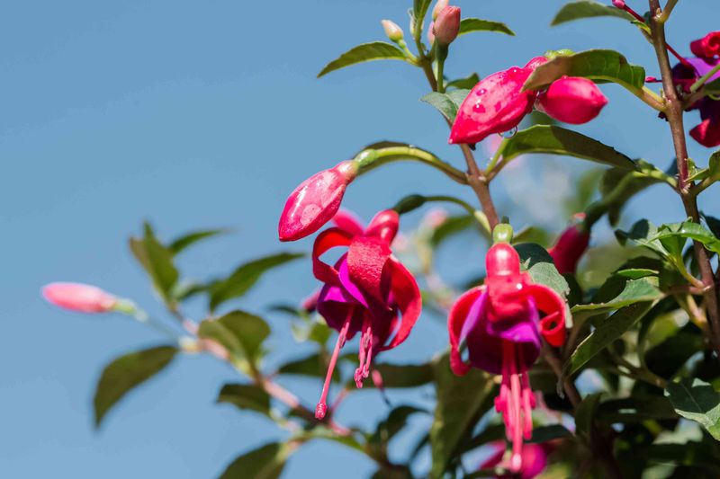 Fuchsias, Particularly In Warmer Inland Areas
