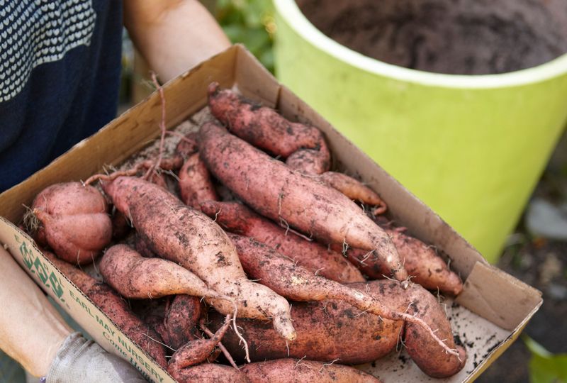 Full Sun Encourages Stronger Tuber Development Full Sun Encourages Stronger Tuber Development