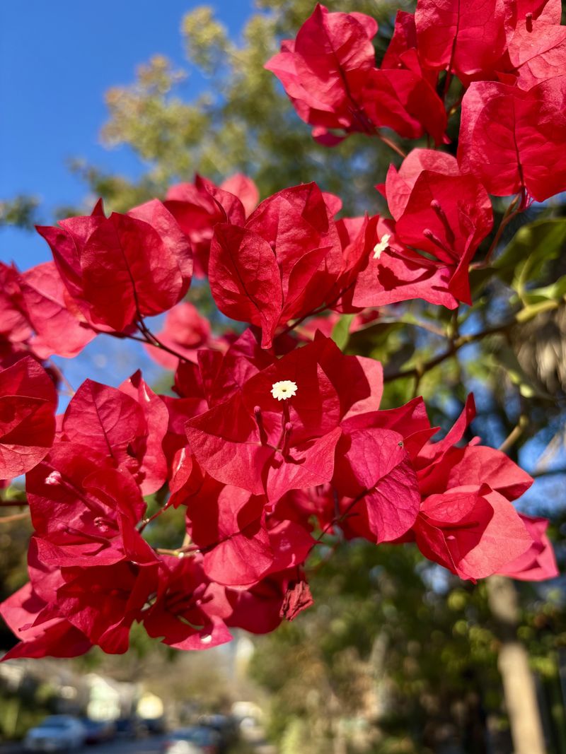 Full Sun Helps Bougainvillea Bloom Better