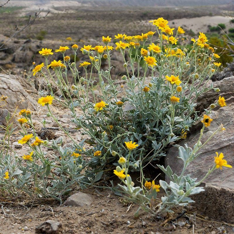 Full Sun Helps Desert Marigold Show Its Best Color