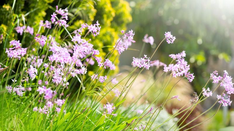 Full Sun Helps Growth Look Cleaner