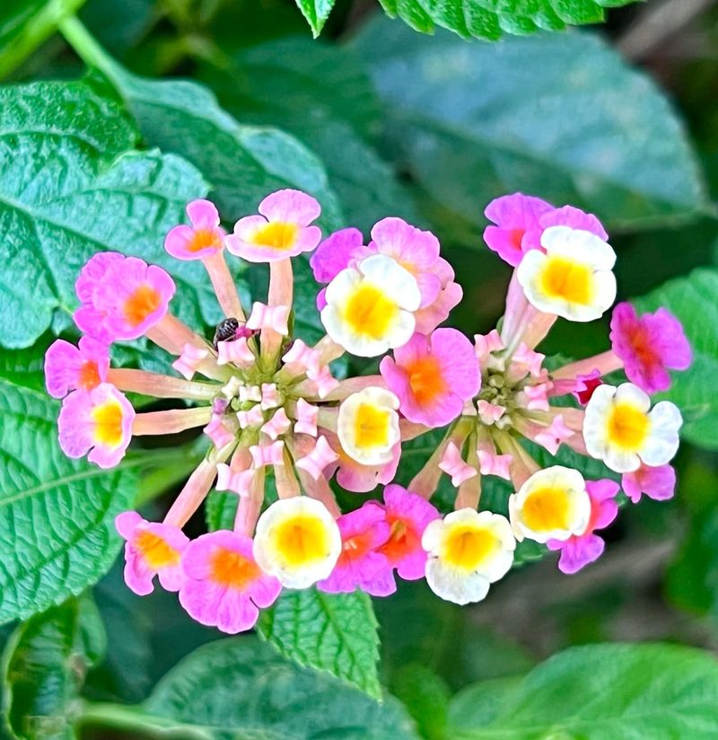 Full Sun Helps Lantana Produce More Blooms
