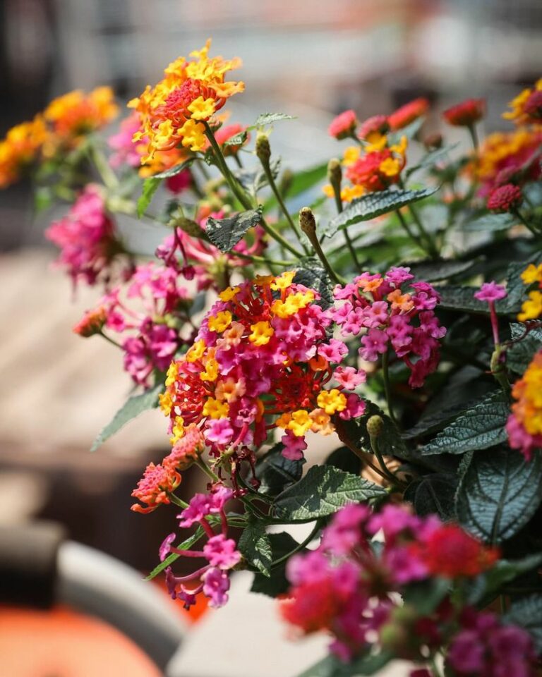 These Simple Tips Help Lantana Bloom Longer In Arizona